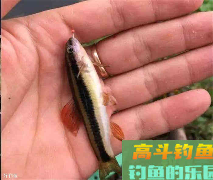 秋季野钓调漂技巧，别一再迷恋台钓的调四钓二