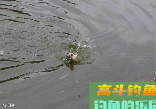 黑坑钓鱼如何调漂？看看这4种方法