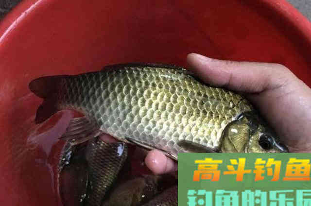 冬钓板鲫，究竟钓灵好还是钓钝更合适？看完解惑