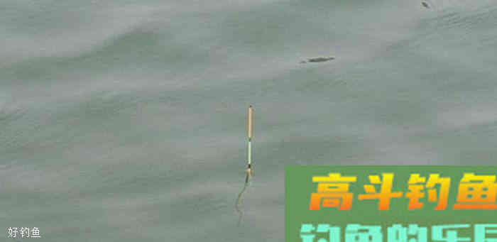 单饵必须压两目浮漂？这些误区不得不提