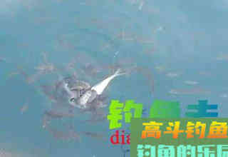 如何避免小鱼闹窝？先了解调漂和看漂相 