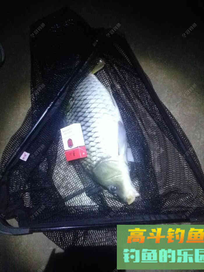 钓鱼视力不好，巧用醒目豆，浮漂不失灵敏性