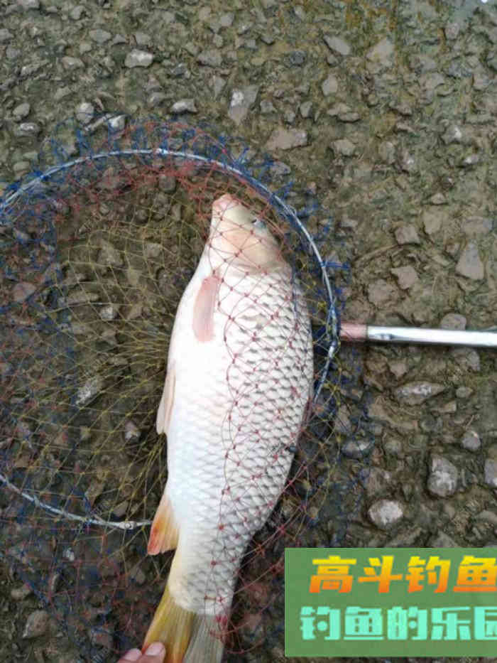 台钓中的钓浮怎么调漂？怎样算钓灵敏