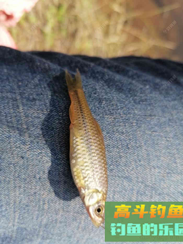 野钓，调平水，还是调几钓几好？待家研究钓