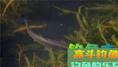 传统星漂钓常见对象鱼的不同漂相