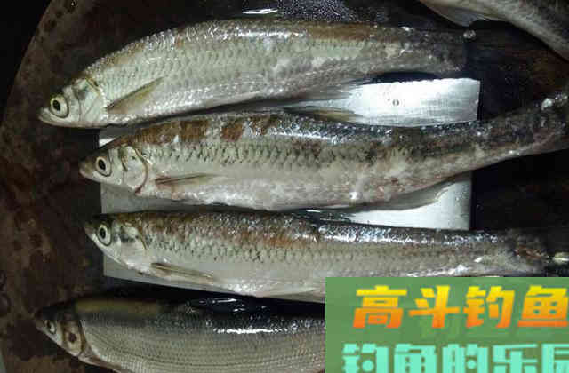 冬季钓小鱼，细钩细线细漂浮底钓法