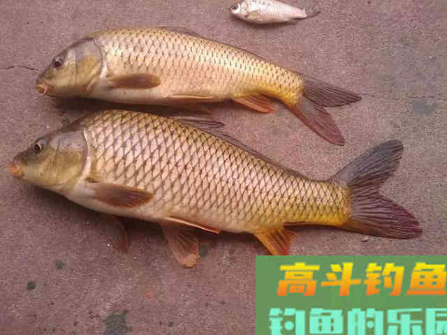 影响顿口效果的三个因素