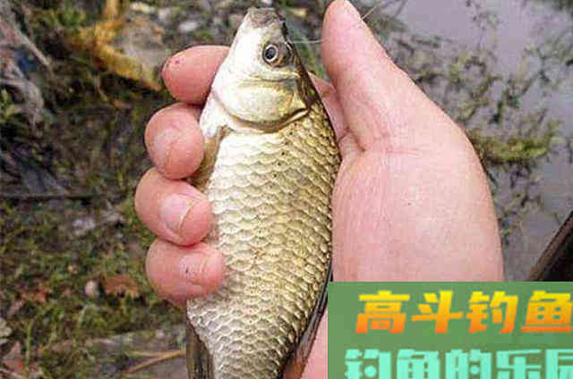 冬钓调漂，学会这调钓模式，一周三次钓不过瘾