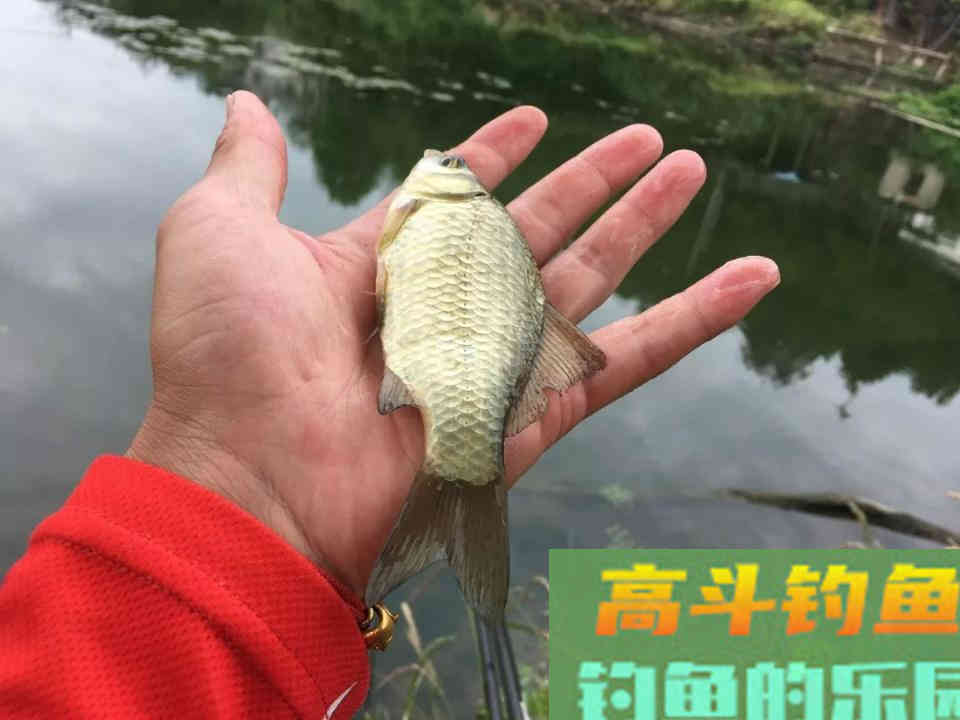 钓浮需要钓多深？钓半水、钓离底和钓水皮的区别和应用
