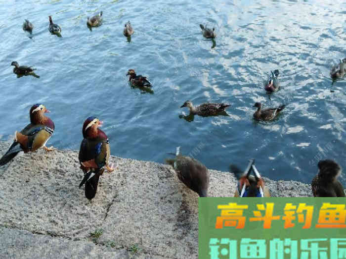 浮漂性能与调钓技巧，调好漂是爆护最关键一步
