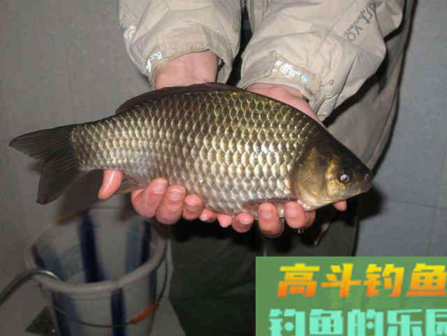 冬天钓鱼选漂攻略，出口清晰且上鱼率高