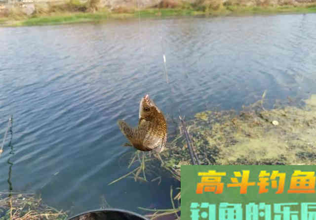 鱼口小信号弱怎么办？换小漂不是最佳办法，记住这3点