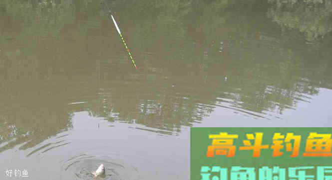 6步精准调漂法，助你狂拔大板鲫