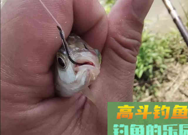冬季野钓必须要明白的三个用漂方法