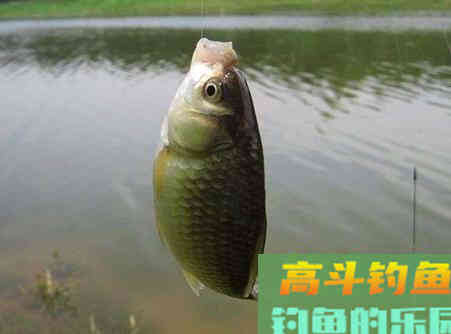 冬季调漂，到底该调灵还是调顿