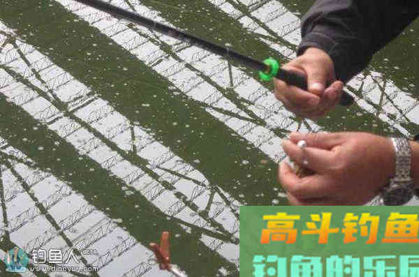 冬季大棚实战的调钓技法