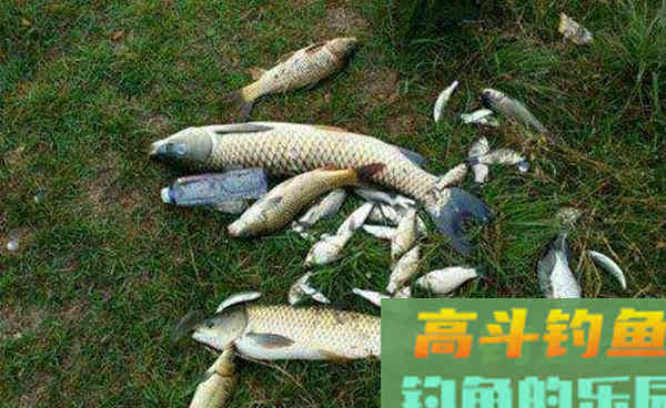 野钓调漂调不准，是哪些原因导致的？