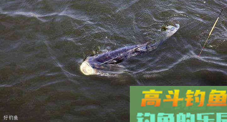 钓鱼调漂和找底技巧，老司机的小秘诀