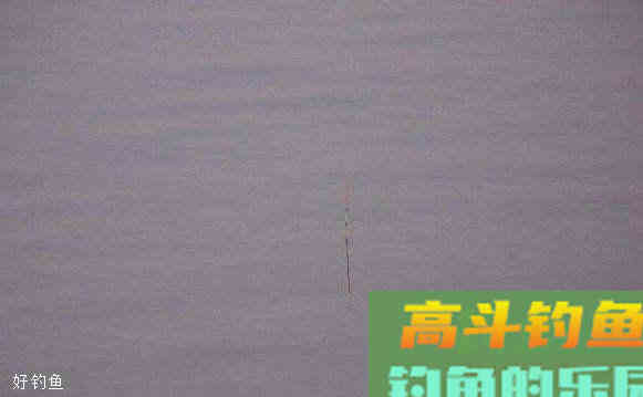 钓鱼高手都怎么解读调钓的灵与顿