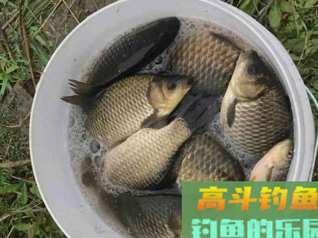 自从学会调漂渔获就差了？只是进入误区