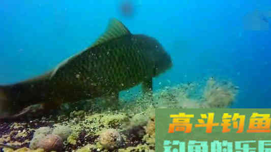 春季浅滩钓鲫鱼，台钓应该如何调漂？