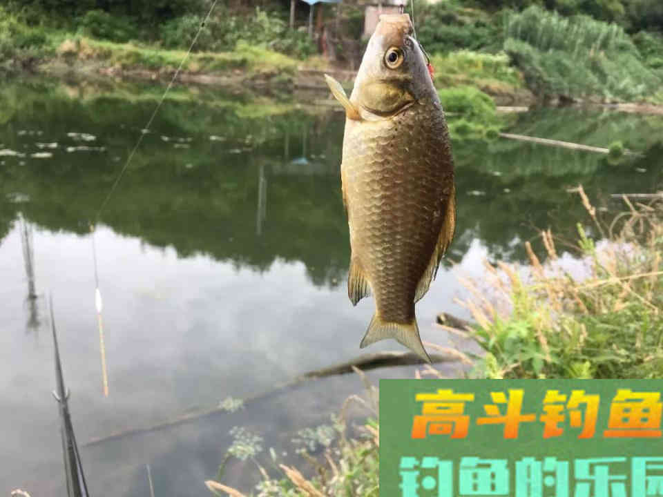 钓浮需要钓多深？钓半水、钓离底和钓水皮的区别和应用