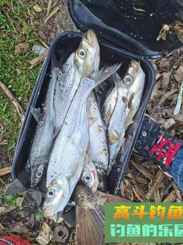 根据鱼儿嘴型调整调漂方法，中鱼率更高渔获更好