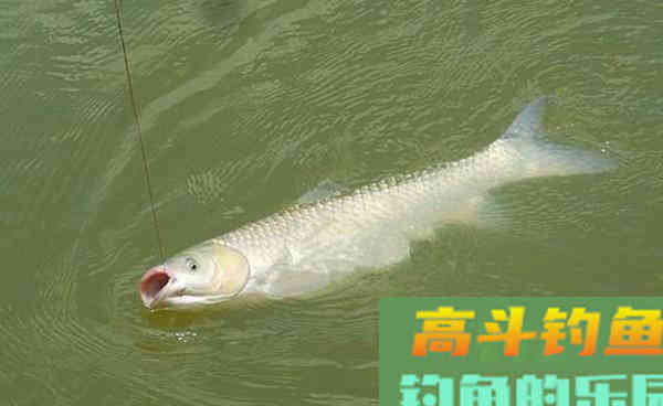 通线单钩的搭配和调漂技巧，白露过后野钓必杀技