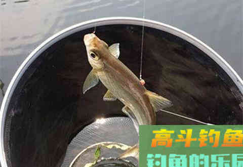 钓鱼人必须要知道空钩、无口及有关浮标的语言