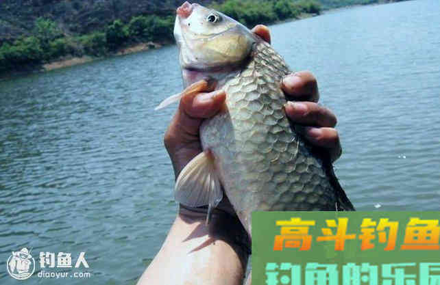 钓鱼实战之漂相太乱如何抓鱼口