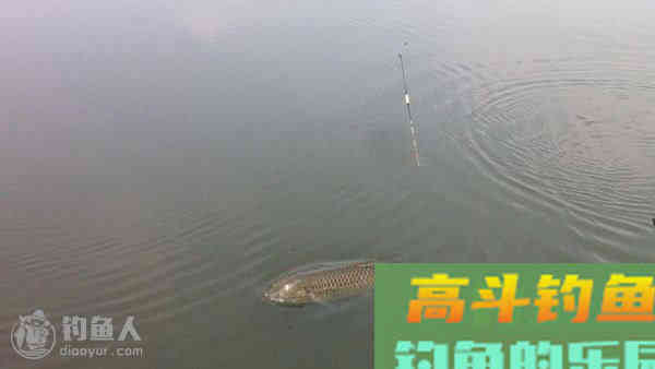 浅谈台钓调漂之顿口中鱼的见解