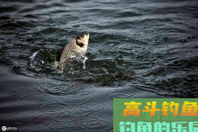 秋天钓鲤鱼，老钓手这么“调钓”，上鱼率高的不像话