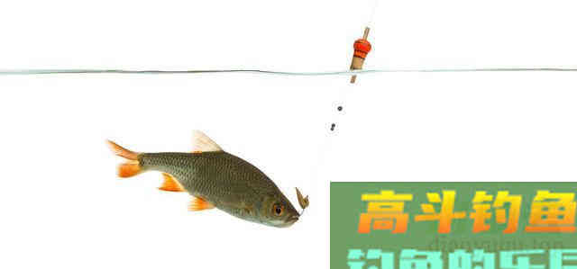 从调四钓二分析，钓过灵和过钝对鱼情的影响