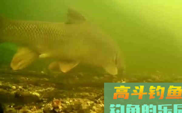 台钓鲤鱼调漂技巧，说的都是关键