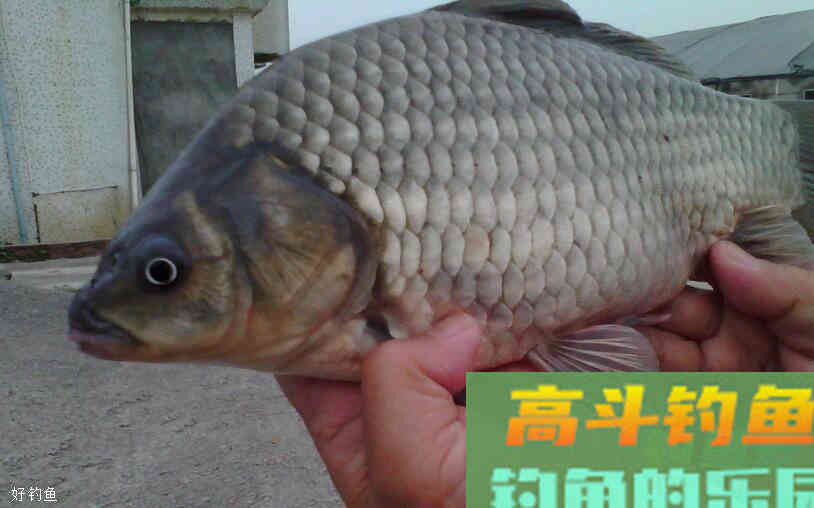 掌握饵料与浮漂示目的对应关系才能灵活调漂