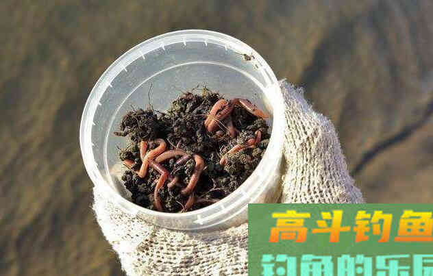 蚯蚓作钓如何正确调漂？我来教你