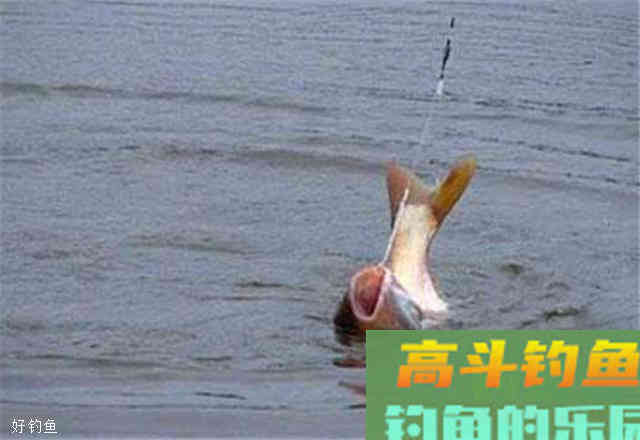 简单高效的用漂小技巧，野钓从此不迷茫