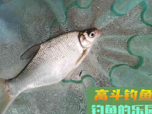 吃铅大的浮漂如何调，在钓顿情况下又如何调漂