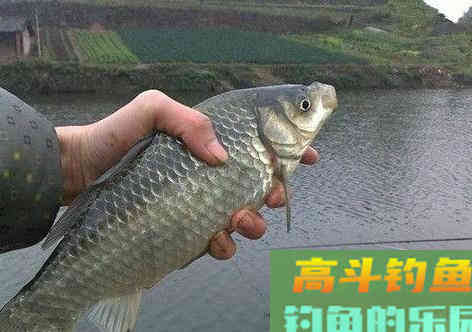 都是空钩调平水钓2目，为啥我的漂相更清晰？