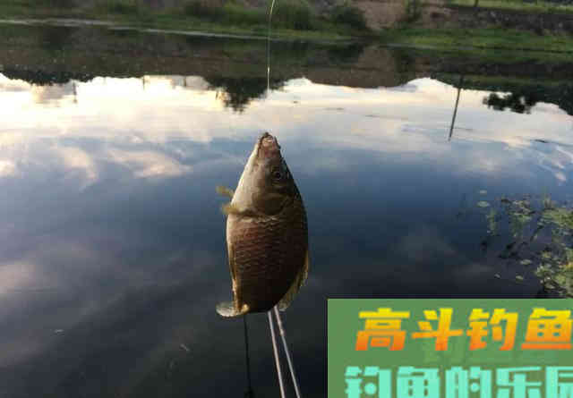 ​换个角度看待灵顿问题，观察鱼的吃钩位置，做调整