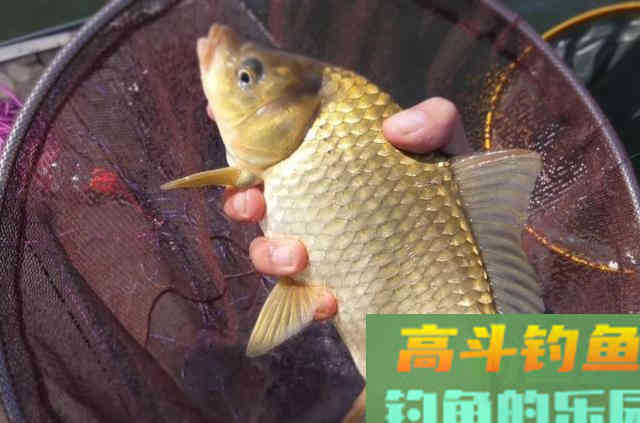 深秋时期，野钓大鲫鱼时需要牢牢记住的一些调漂技巧