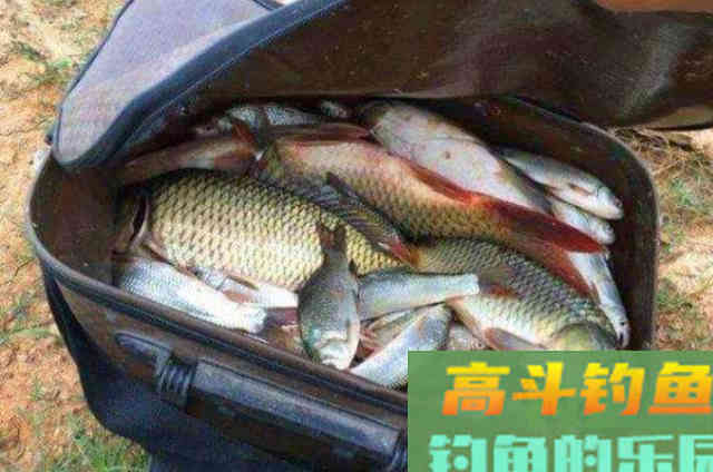 钓大鲤鱼的调漂技能，一根杆都忙不过来