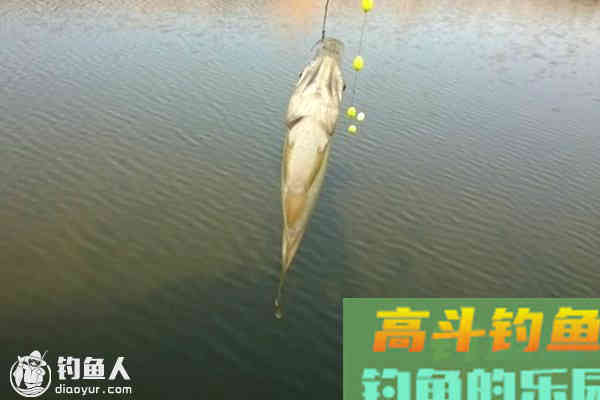 传统星漂钓鱼的十二种漂相动作及应对技巧