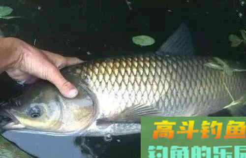 吃铅大的浮漂如何调，在钓顿情况下又如何调漂