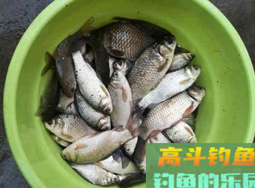 秋季野钓调漂是钓灵，还是钓钝？教你两招，