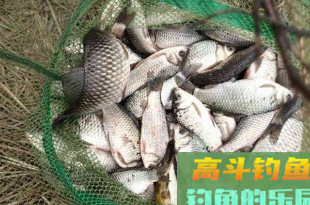 直接黑漂都不中鱼？按我这样调整