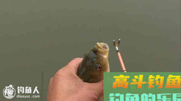 关于鱼情上浮的四种钓浮调漂技巧