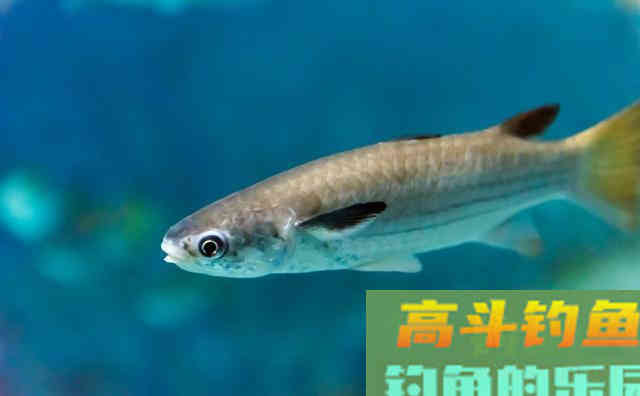 自然水域作钓会调漂就能上鱼吗？学会这两点野钓调漂上鱼多