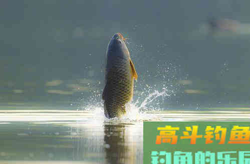 不称饵、不讲钩饵水底状态就说调灵钓钝，都是在耍流氓