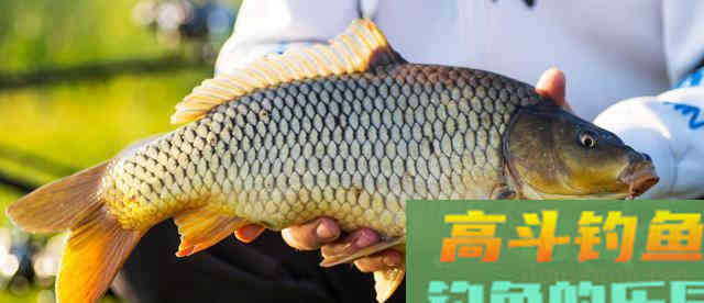认清调漂灵与钝的本质渔获自然会提升